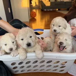 Great Pyrenees Puppies – Livestock Guardian Dogs –