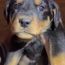 Rottweiler Puppies