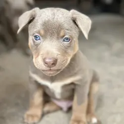 Australian Kelpie/Border Collie pups  2/23,/26