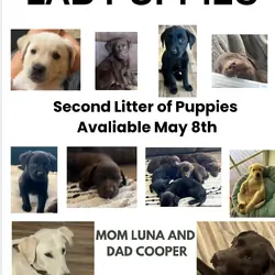 Lab Puppies