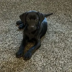 Black lab mix