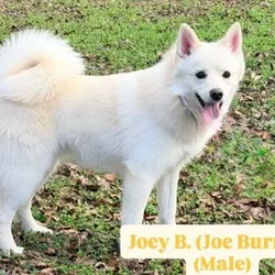 PLAYFUL MALE POMSKY PUPPY (JOEY)