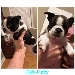 Boston terrier/ frenchie
