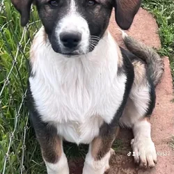 Sweet Shandy - she is just 18 weeks