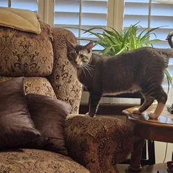Male cat