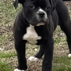 100% American Bulldog Puppy (Male)