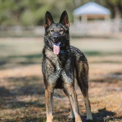 European Line Czech Shepherd