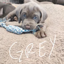 Labmaraner puppies