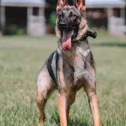 European Line German Shepherd