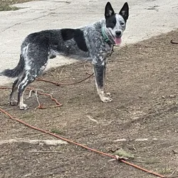 Australian blue heeler