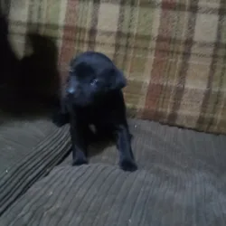 Puppy