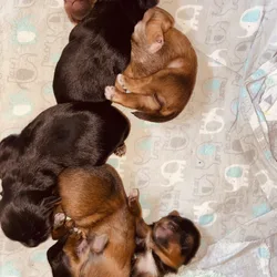 Shorkies