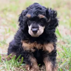 Mini Poodle Puppies