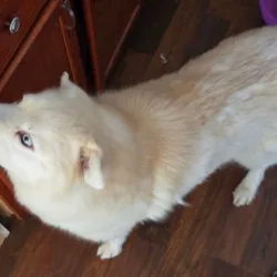 Hallow (White male huskie)