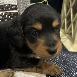 Sweet Mini Dachshund Female puppy