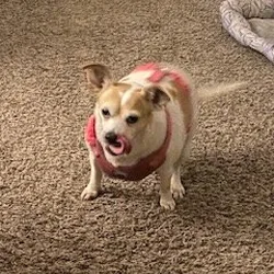 small female chihuahua dog