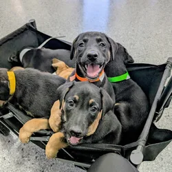 Mixed  puppies Belgian malinois and Rottweiler