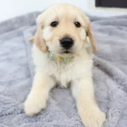 Golden Retriever puppies