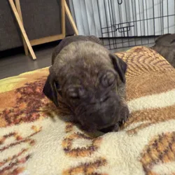 German shepherd mixed Puppies ADORABLE!!!