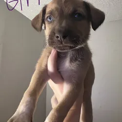 Puppies