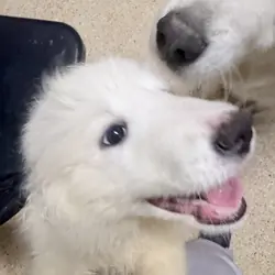 ✨ Great Pyrenees Puppies🐾 - New Home Ready