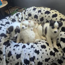 American Eskimo pups