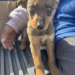 Labrador terrier mix