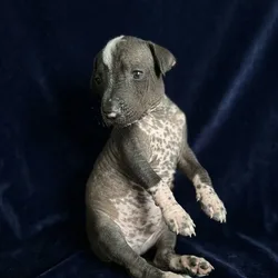 Mariposa Xoloitzcuintli