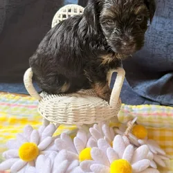 YorkiePom