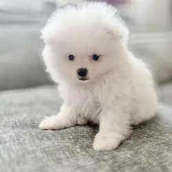Pomeranian puppies
