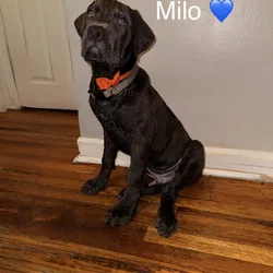 Cane Corso Puppies