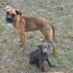 Boxer/husky mix yearling