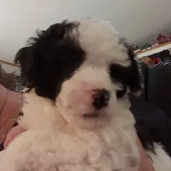 Toy Poodle