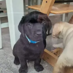 Labrador Retriever Pupps