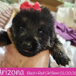 West German Showline German Shepherd Puppies