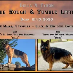 German Shepherd Puppies