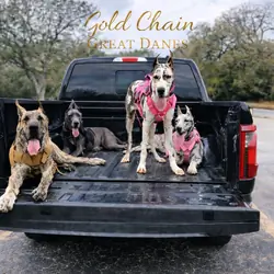 ✨ Expressions of Interest – Upcoming Litter ✨
