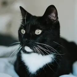 Tuxedo Kitty Cat Milo