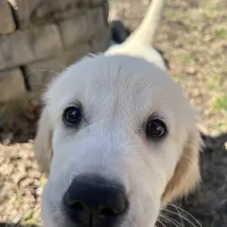 Golden Retriever Puppies Ready Now - 10 Weeks