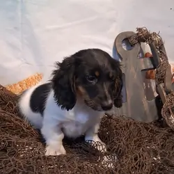 AKC mini Daschund boy
