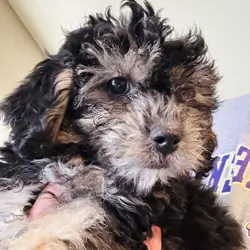 4 Mini poodle 10 lbs when adult