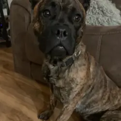 Belgian Malinois // French Bull Dog Mix