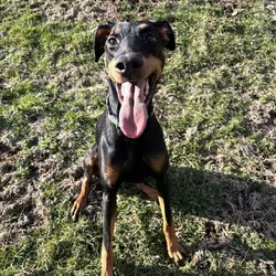 1 year old pure bred Doberman Pinscher