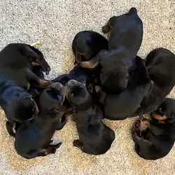 Rottweiler Puppies  available