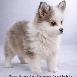 Toy pomsky