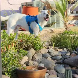 Elijah the Dog