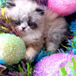 Himalayan Kittens