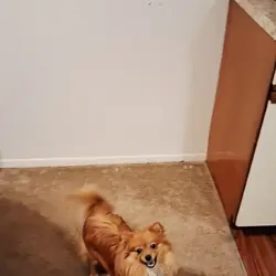 Pomchi puppy