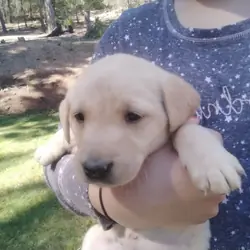 Labrador puppies