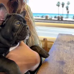 Frenchie Bulldog